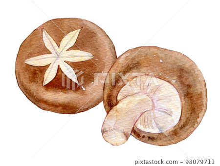 Shiitake mushroom watercolor illustration Shiitake mushroom watercolor illustration 98079711