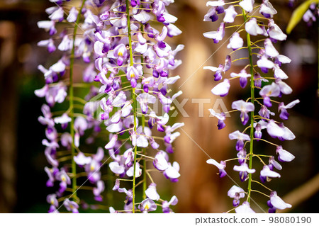  Wisteria flowers 98080190