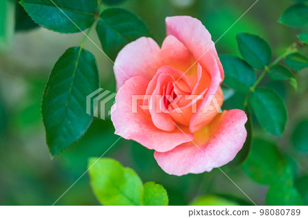 rose charm 98080789