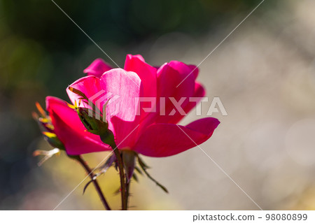 Rose world Rose world 98080899