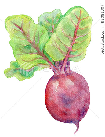 Beet beet watercolor illustration 98081307