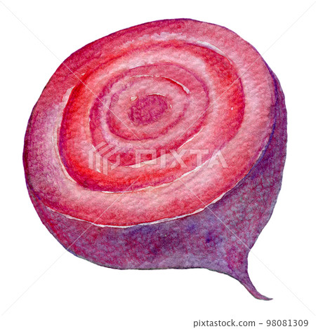 甜菜甜菜水彩插圖 98081309