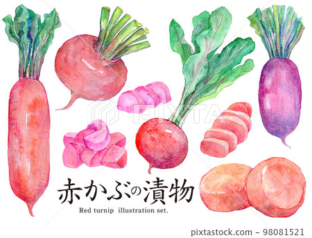 Pickled red turnip, red radish, pickled, watercolor illustration 98081521