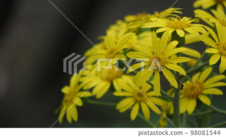 津和吹石蜂斗菜 98081544