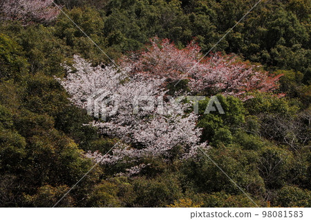 櫻花 98081583