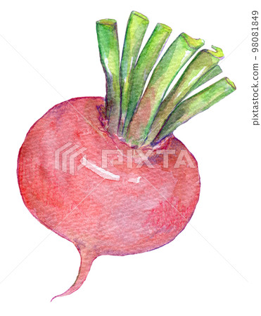 紅蘿蔔紅蘿蔔水彩插圖 98081849