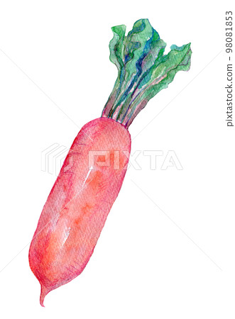 紅蘿蔔紅蘿蔔水彩插圖 98081853