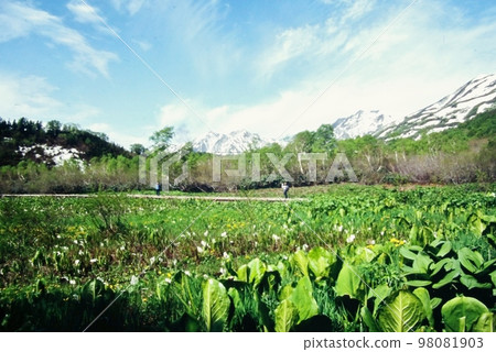 Tsugaike Natural Garden Mizubasho Marsh Tsugaike Natural Garden Mizubasho Marsh 98081903