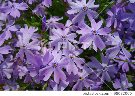 Moss phlox found in the park 98082000