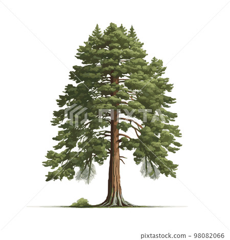 Realistic green tallest tree in the world sequoia on a white background - Vector 98082066