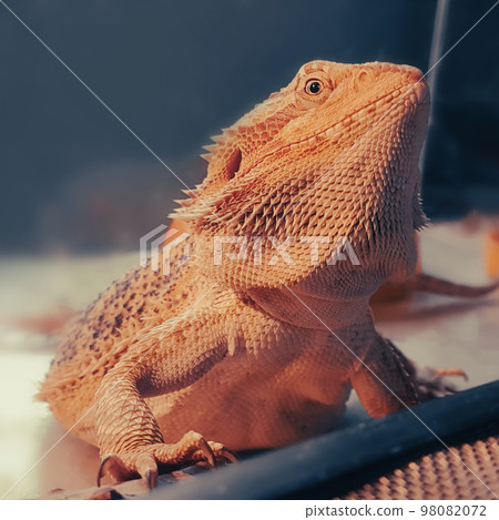 close up. beautiful iguana behind glass, in a home terrarium close up. beautiful iguana behind glass, in a home terrarium 98082072