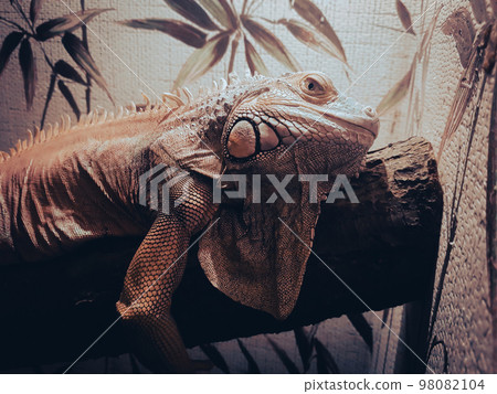 close up. beautiful iguana in a home terrarium. close up. beautiful iguana in a home terrarium. 98082104
