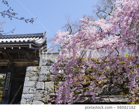 御殿門的石牆和垂枝櫻的風景 98082182