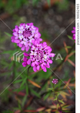 Iberisu Iberisu 98082403