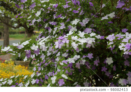 Odori Banmatsuri Odori Banmatsuri 98082413