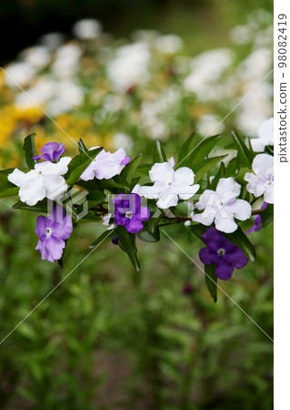 Odori Banmatsuri Odori Banmatsuri 98082419