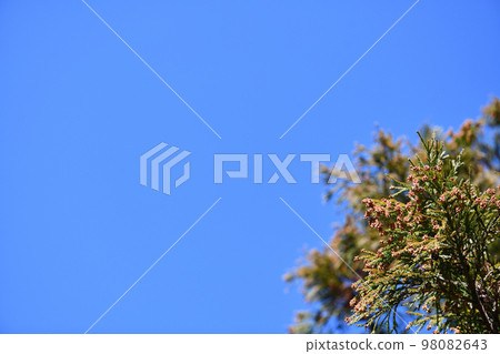 冬天晴朗的天氣和雪松雄花 98082643