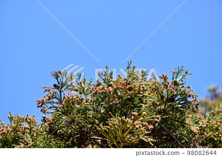 冬天晴朗的天氣和雪松雄花 98082644