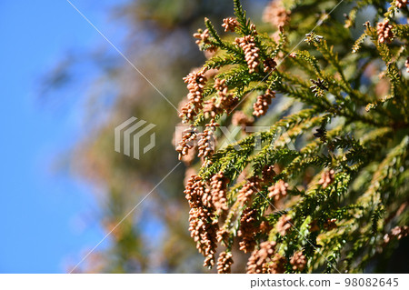 冬天晴朗的天氣和雪松雄花 98082645