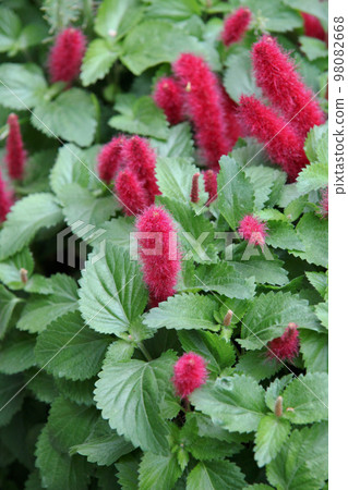 Cat tail Cat tail 98082668