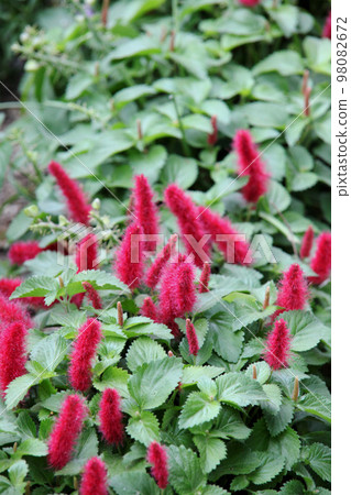  Cat tail 98082672