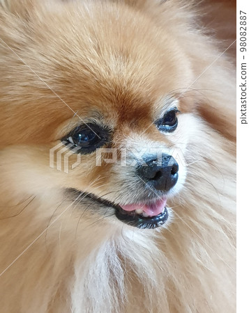 Pomeranian Pomeranian 98082887