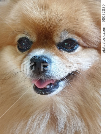 Pomeranian Pomeranian 98082889
