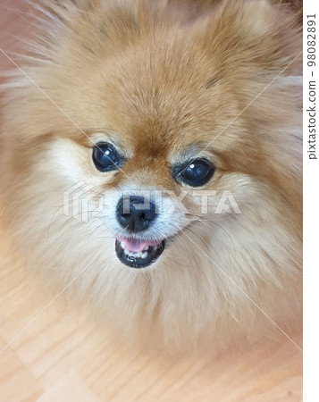 Pomeranian Pomeranian 98082891