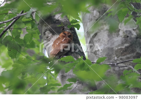 A red type of scops owl resting in a beech forest A red type of scops owl resting in a beech forest 98083097