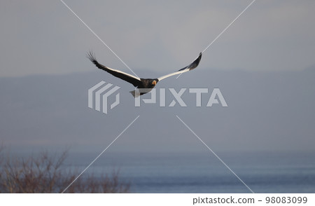 成年飛行虎頭海雕 98083099