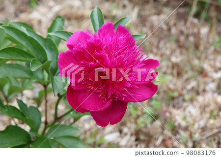 Peony root Peony root 98083176