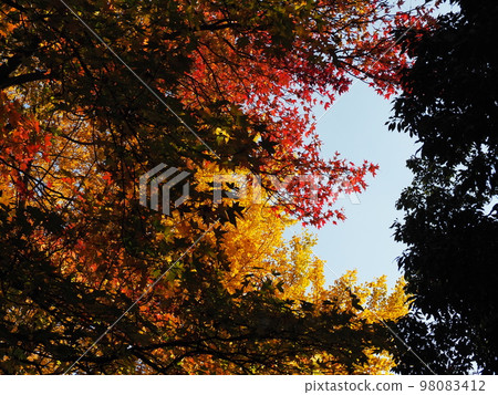 Maple-leaf Sycamore 98083412