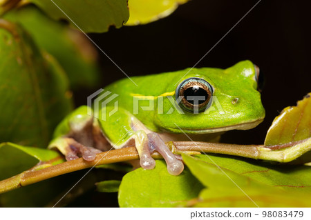 Boophis occidentalis, Andringitra National Park, Madagascar wildlife 98083479