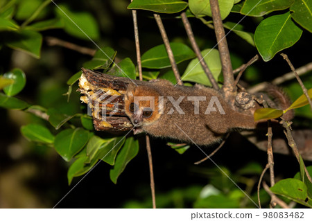 Brown mouse lemur, Microcebus rufus, Ranomafana National Park, Madagascar Brown mouse lemur, Microcebus rufus, Ranomafana National Park, Madagascar 98083482
