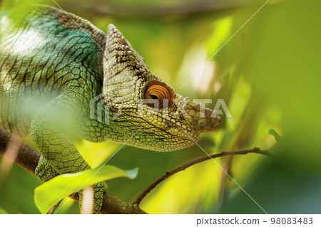 Parson's chameleon, Calumma parsonii, Peyrieras Madagascar Exotic, Madagascar 98083483