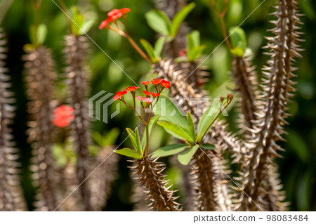 Wild flower, Crown of thorns, Euphorbia milii Des Moul, Madagascar Wild flower, Crown of thorns, Euphorbia milii Des Moul, Madagascar 98083484