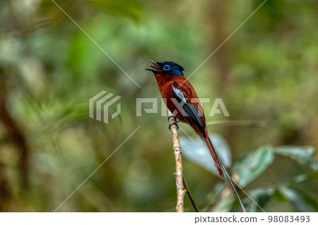 Malagasy paradise flycatcher, Terpsiphone mutata, Andasibe-Mantadia National Park, Madagascar Malagasy paradise flycatcher, Terpsiphone mutata, Andasibe-Mantadia National Park, Madagascar 98083493