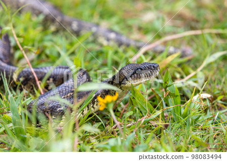 Malagasy Tree Boa, Sanzinia Madagascariensis, Andasibe-Mantadia National Park, Madagascar 98083494