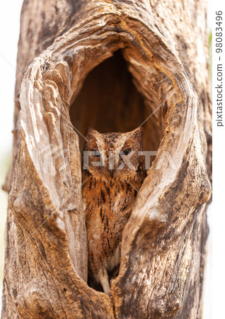Torotoroka scops owl, Otus rutilus madagascariensis, Kirindy Forest, Madagascar 98083496