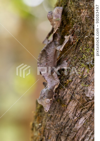 Uroplatus Phantasticus, Reserve Peyrieras Madagascar Exotic, Madagascar Uroplatus Phantasticus, Reserve Peyrieras Madagascar Exotic, Madagascar 98083497