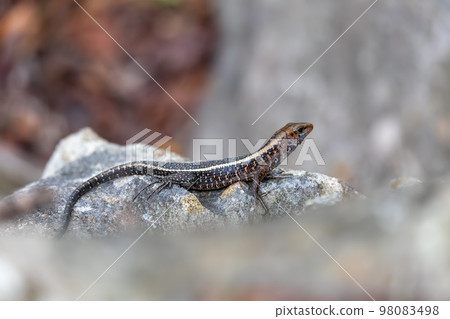 Western Girdled Lizard, (Zonosaurus Laticaudatus), Tsingy De Bemaraha Western Girdled Lizard, (Zonosaurus Laticaudatus), Tsingy De Bemaraha 98083498