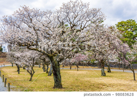 Ancient Kyoto, World Heritage Site, Former Imperial Villa, Nijo Castle, Bairin 98083628