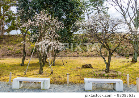 古京都、世界遺產、舊離宮、二條城、梅林 98083632