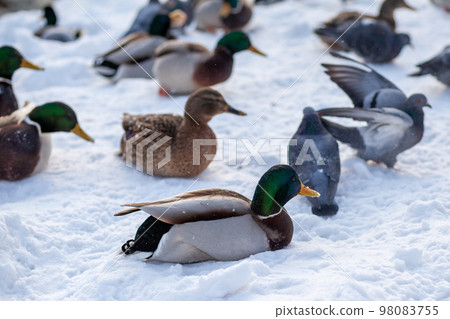 Winter portrait of a duck in a winter public park sitting in the snow Winter portrait of a duck in a winter public park sitting in the snow 98083755
