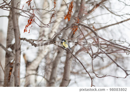 A beautiful little blue bird sits on a branch in winter and flies 98083802