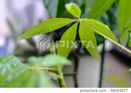 Leaves and sprouts of pachira wet in the rain Leaves and sprouts of pachira wet in the rain 98083877