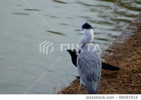 gray heron and crow gray heron and crow 98083918