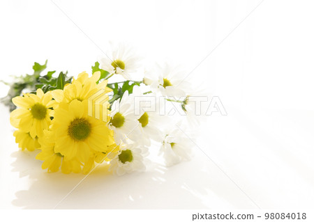 Cut flower chrysanthemum for background 98084018