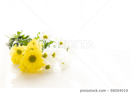 Cut flower chrysanthemum for background Cut flower chrysanthemum for background 98084019