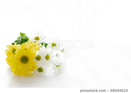 Cut flower chrysanthemum for background Cut flower chrysanthemum for background 98084020